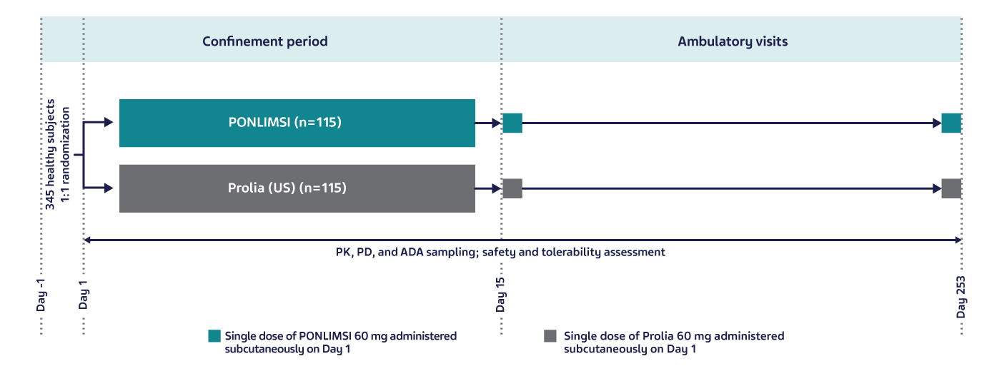Graphic depicting the study design for the PK/PD study